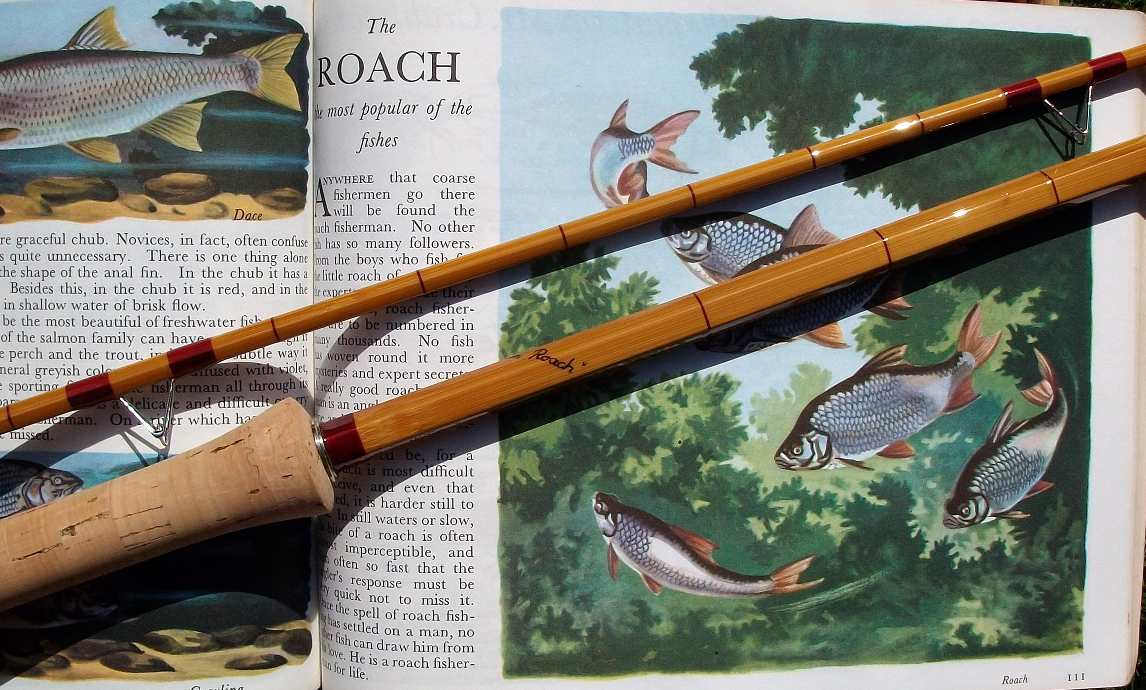 Cane Coarse Rods - AJDSplitCane : AJDSplitCane