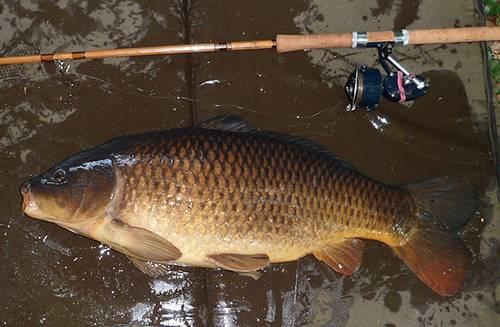 COMMON CARP CAUGHT ON CANE